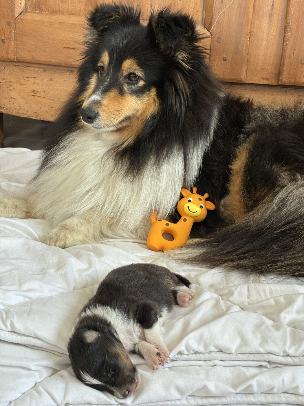 Chiot Shetland Sheepdog Christèle Dubois