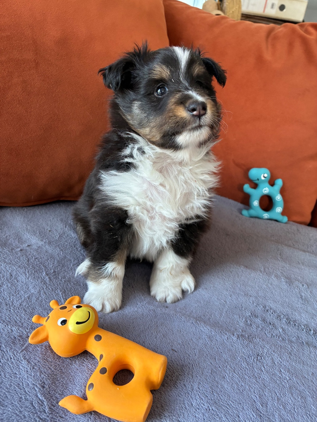 Christèle Dubois - Chiots disponibles - Shetland Sheepdog